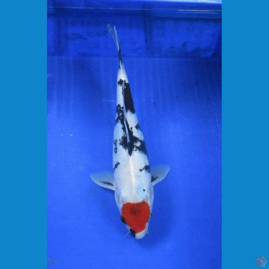 tancho showa ±26cm