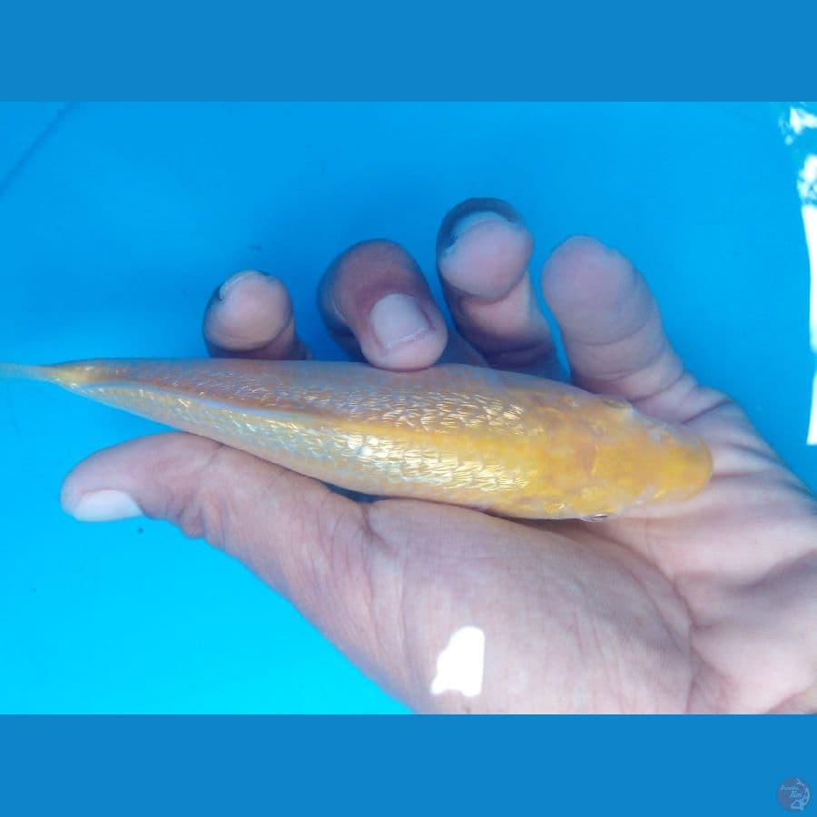 karasi matamerah 16cm