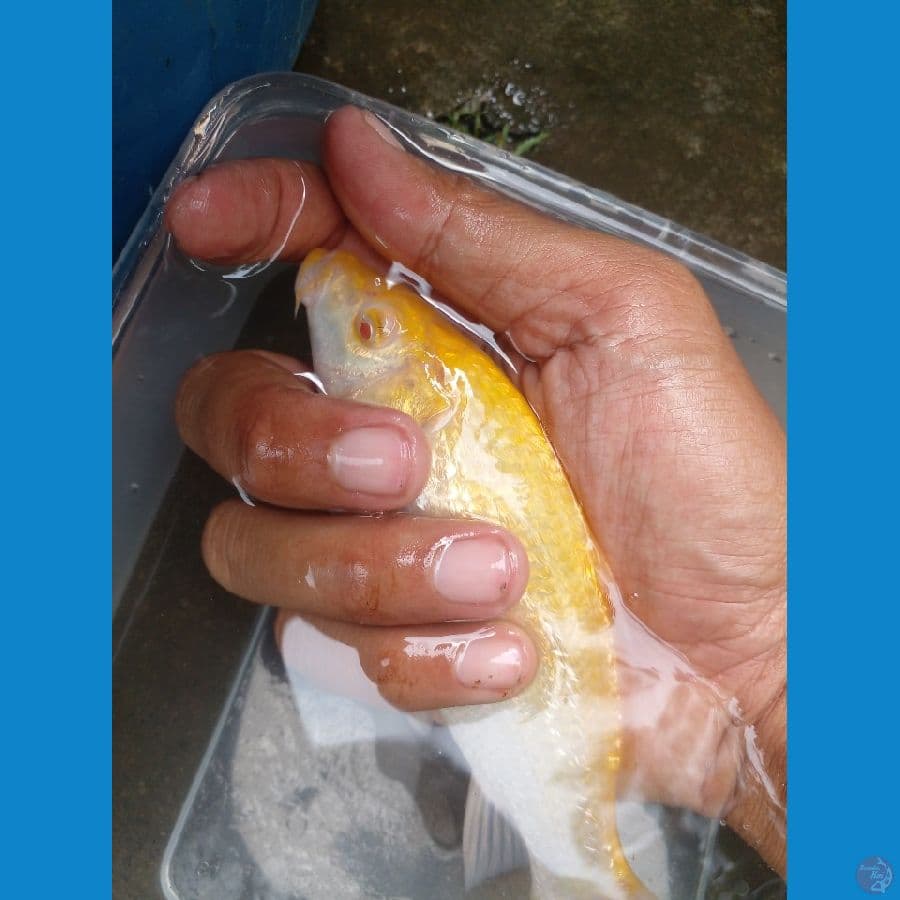 karasi matamerah 16cm
