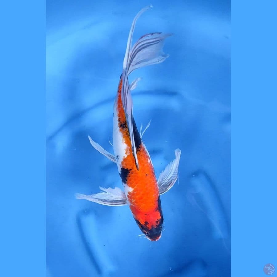 45CM # KUMPAY SHOWA - F