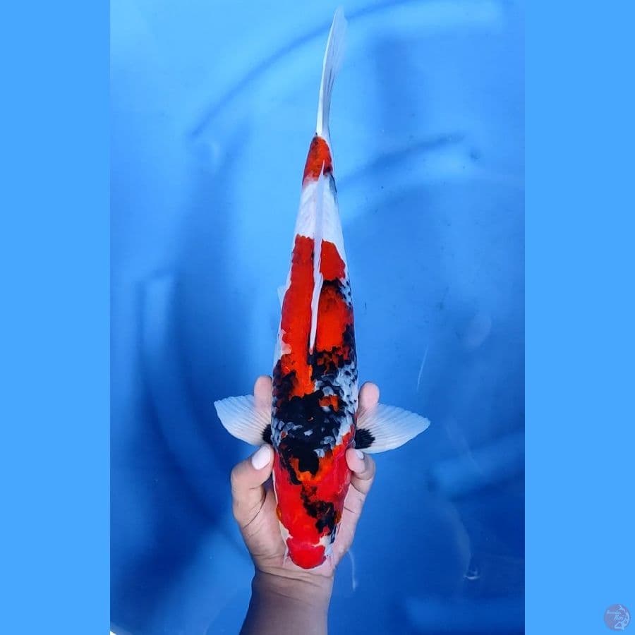 40CM # SHOWA QUALITY - M