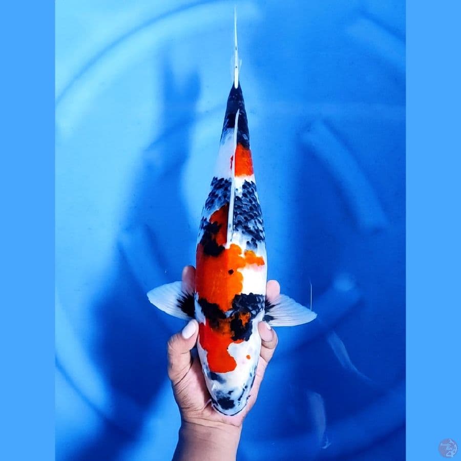 42CM # JUMBO SHOWA - F