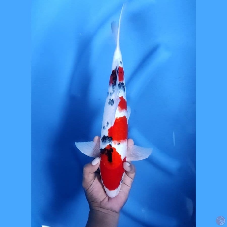 40BU / 38CM # TAISHO SANKE - M