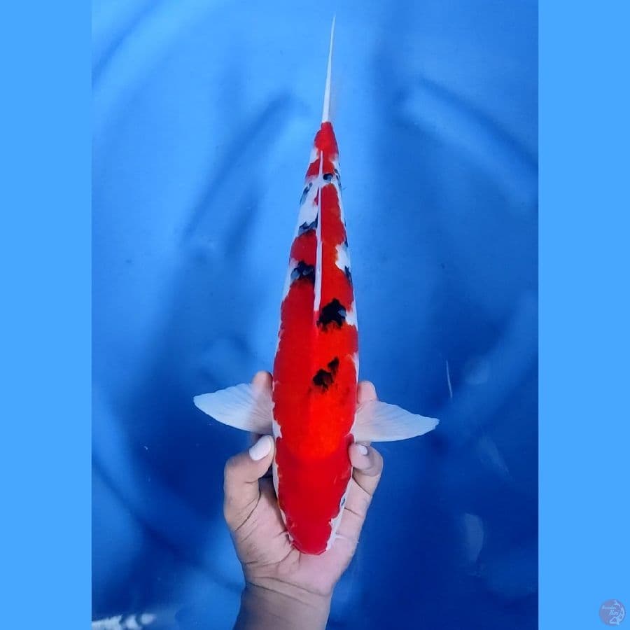 40BU / 38CM # SANKE T.O.P - M