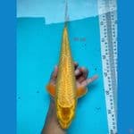 MUKASI 31 CM 