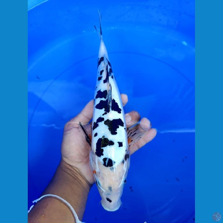 bekko doitsu 34 cm