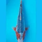 Asagi 30cm