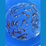 kingrin# Showa shiro kingrin 10-12cm 35ekor