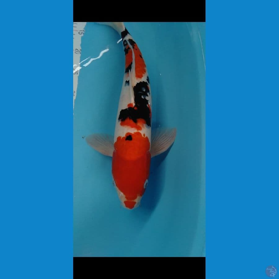 SANKE SHOWA M46CM