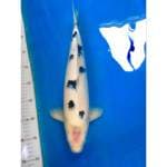 Bekko male 42