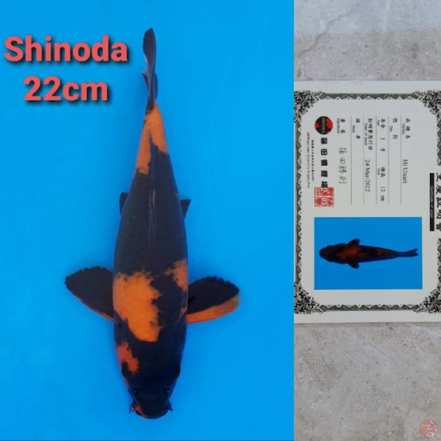 SHINODA HIUTSURI 22CM SERTI