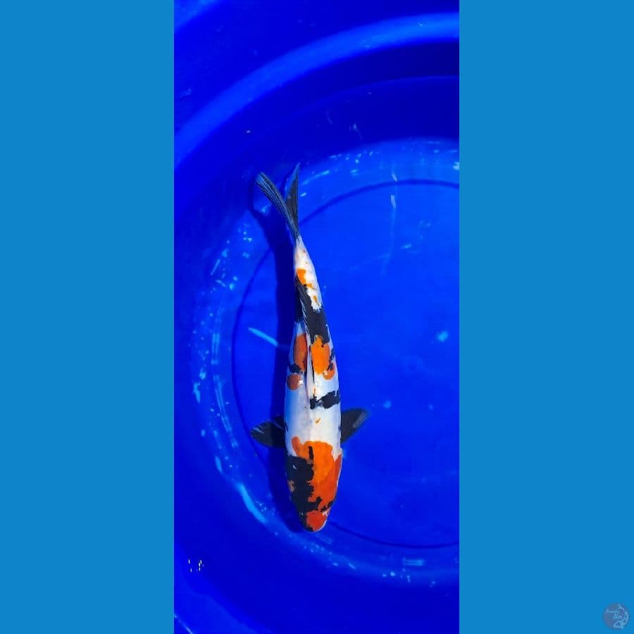 showa Doitsu Pumada 33cm