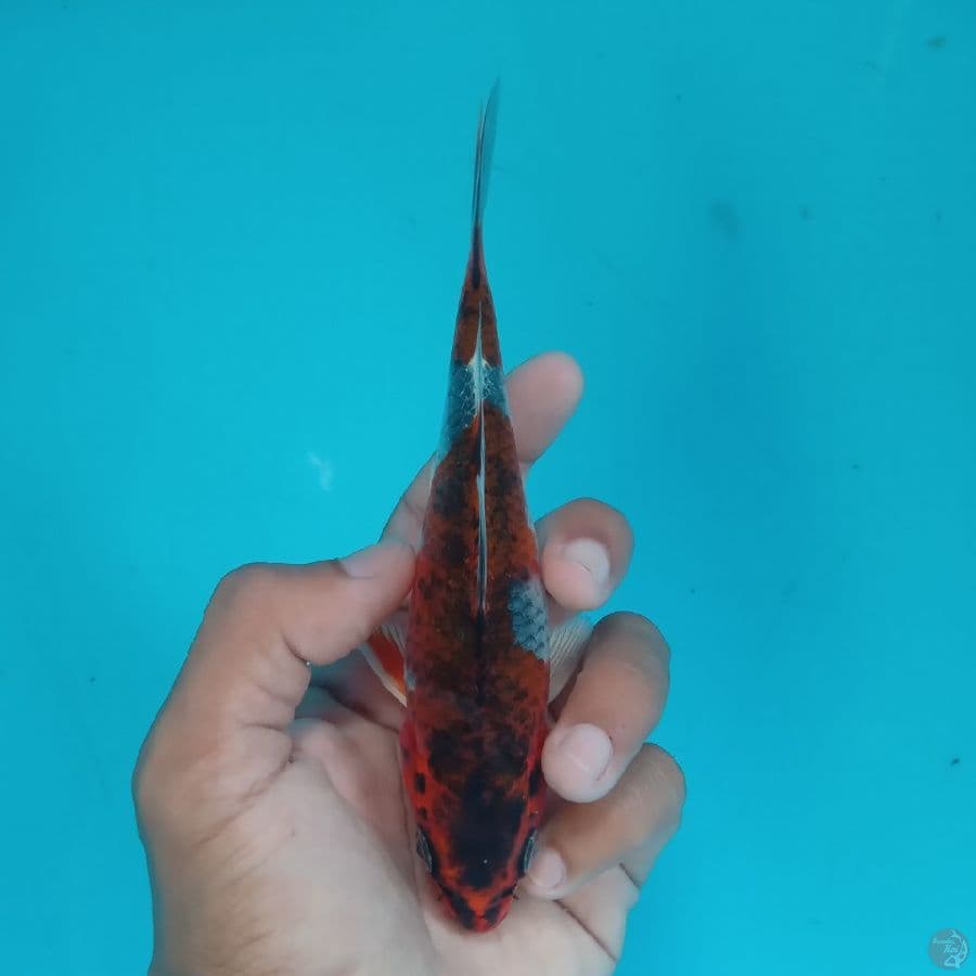 HIKARI - BENI GINGGA I 15CM