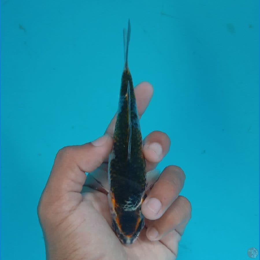 HIKARI - BENI GINGGA J 15CM