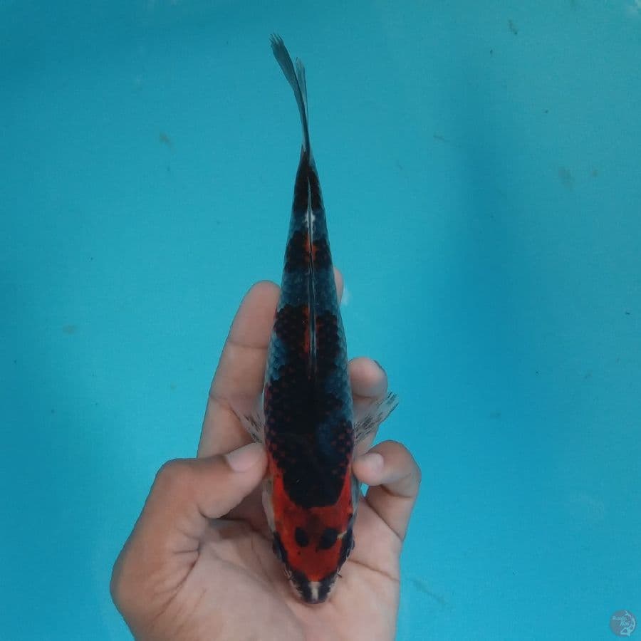 HIKARI - BENI GINGGA L 19CM