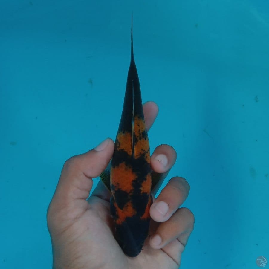 HIKARI - HI UTSURI 16CM