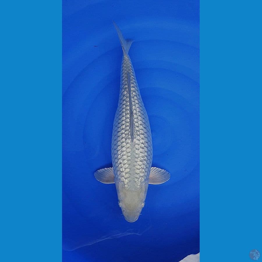 Kinginrin C - Soragoi berlian 50bu(48+cm)