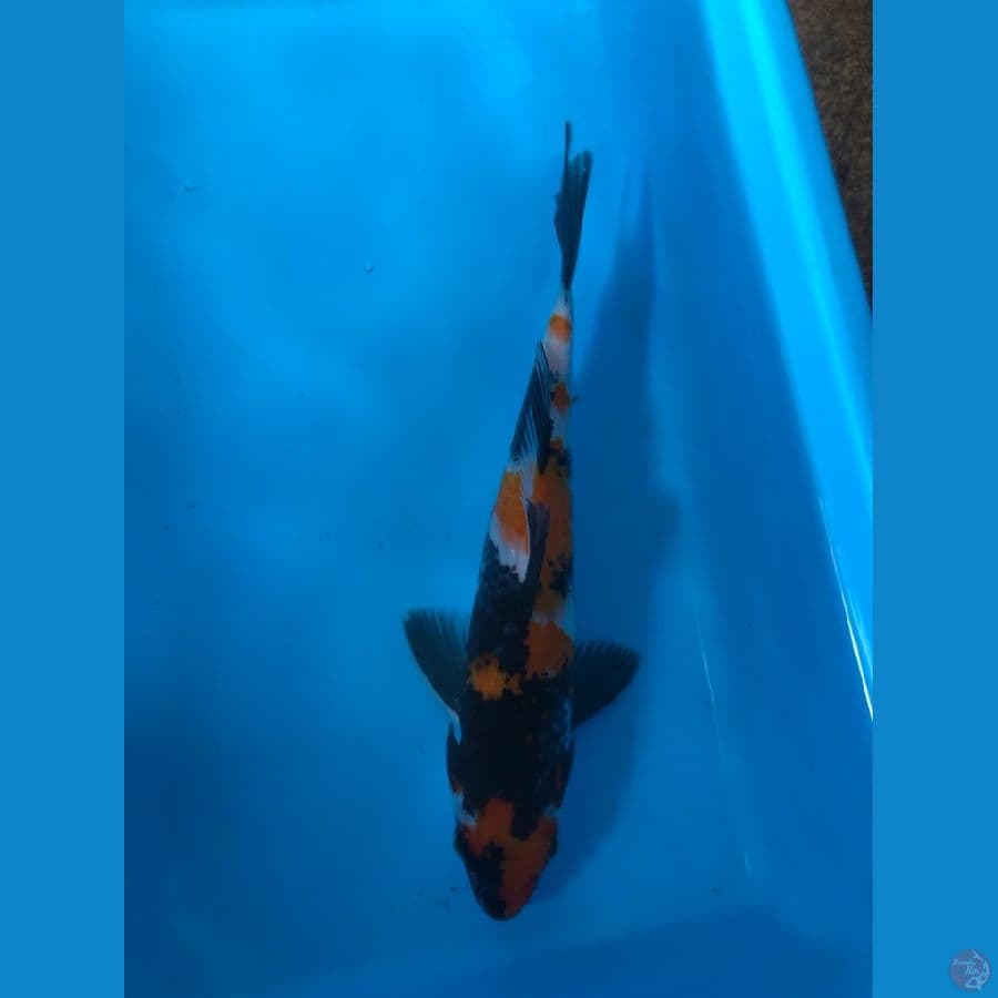showa 25cm male