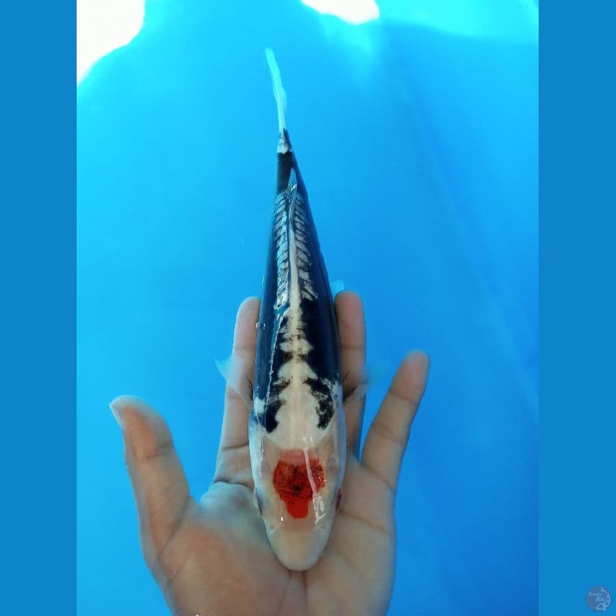 tc benikumon - 25cm