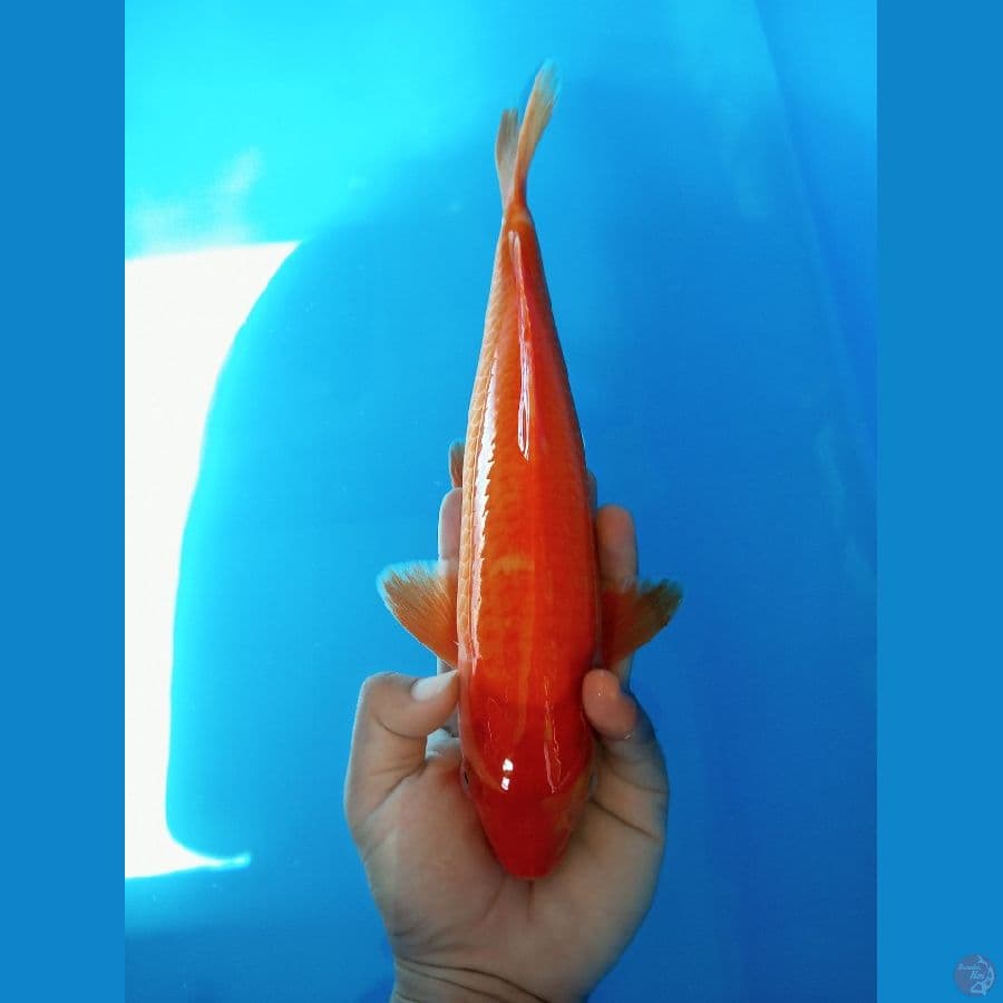 benigoi tembus - 30cm male