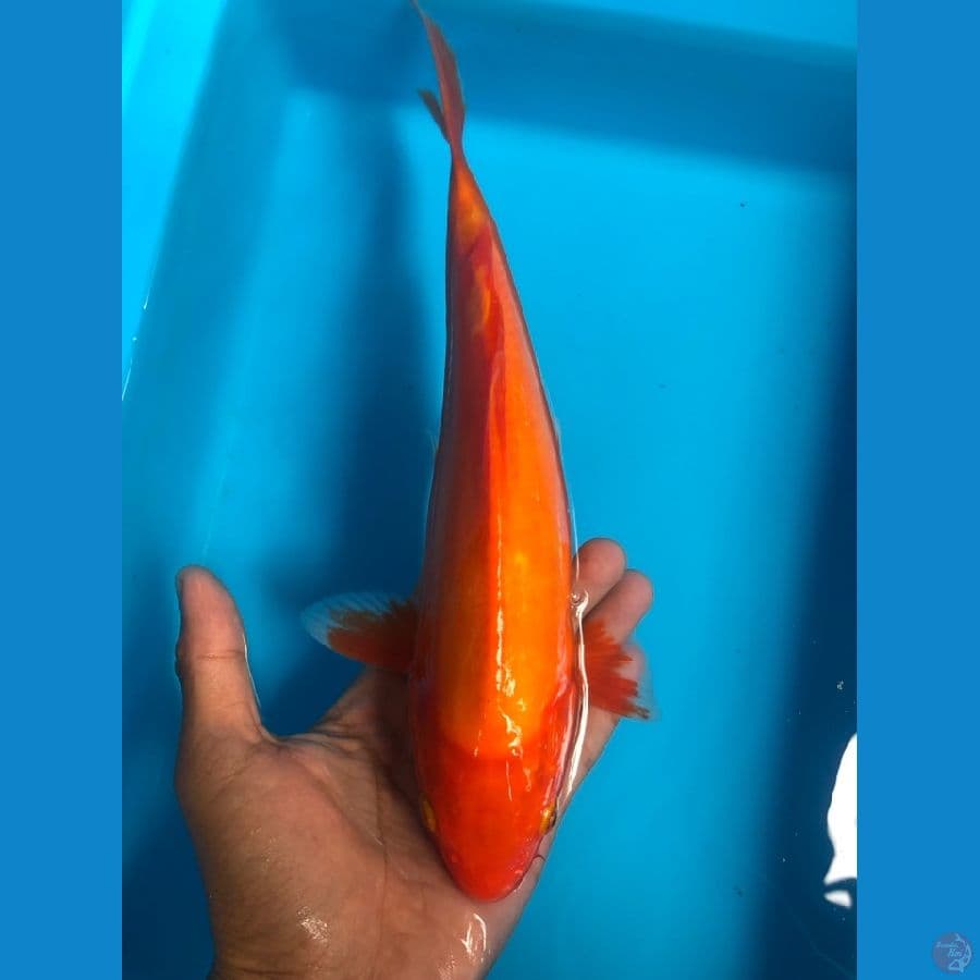 Benigoi 25cm male