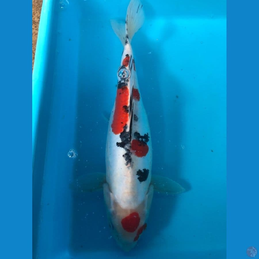sanke 30cm female