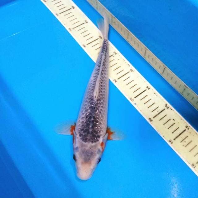 Asagi motoaka male 35bu