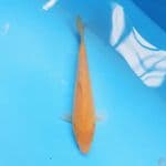 Karashi 19cm