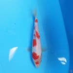Kohaku 17cm