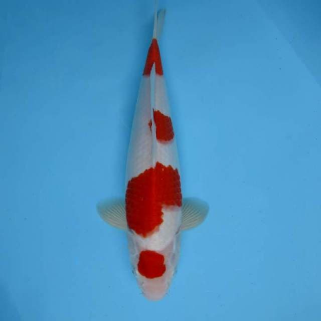 SATTORI 2 ~ MARUTEN KOHAKU BULKY,-