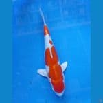33 cm kikusui 