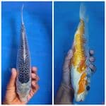 34 cm 
