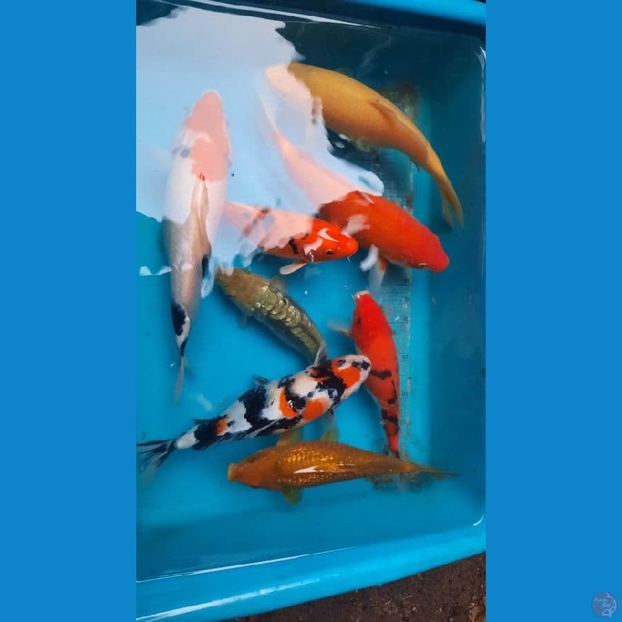 koi mix