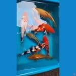koi mix