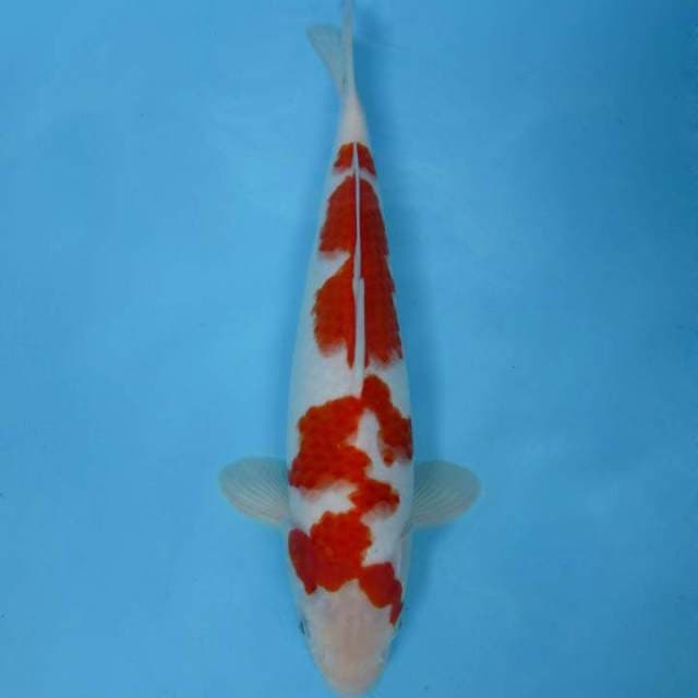 SATTORI 4 ~ KOHAKU UNIQUE PATTERN,-