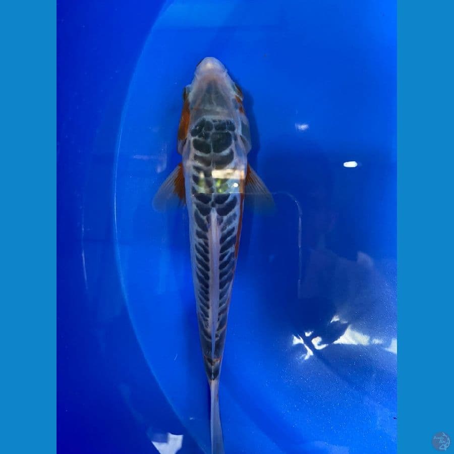 SHUSUI 23CM