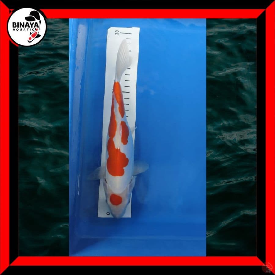 kuhaku doitsu 28 cm
