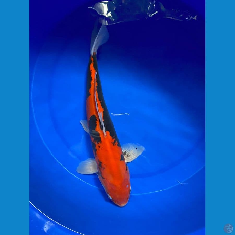 JANTAN BENI KUMON 40CM