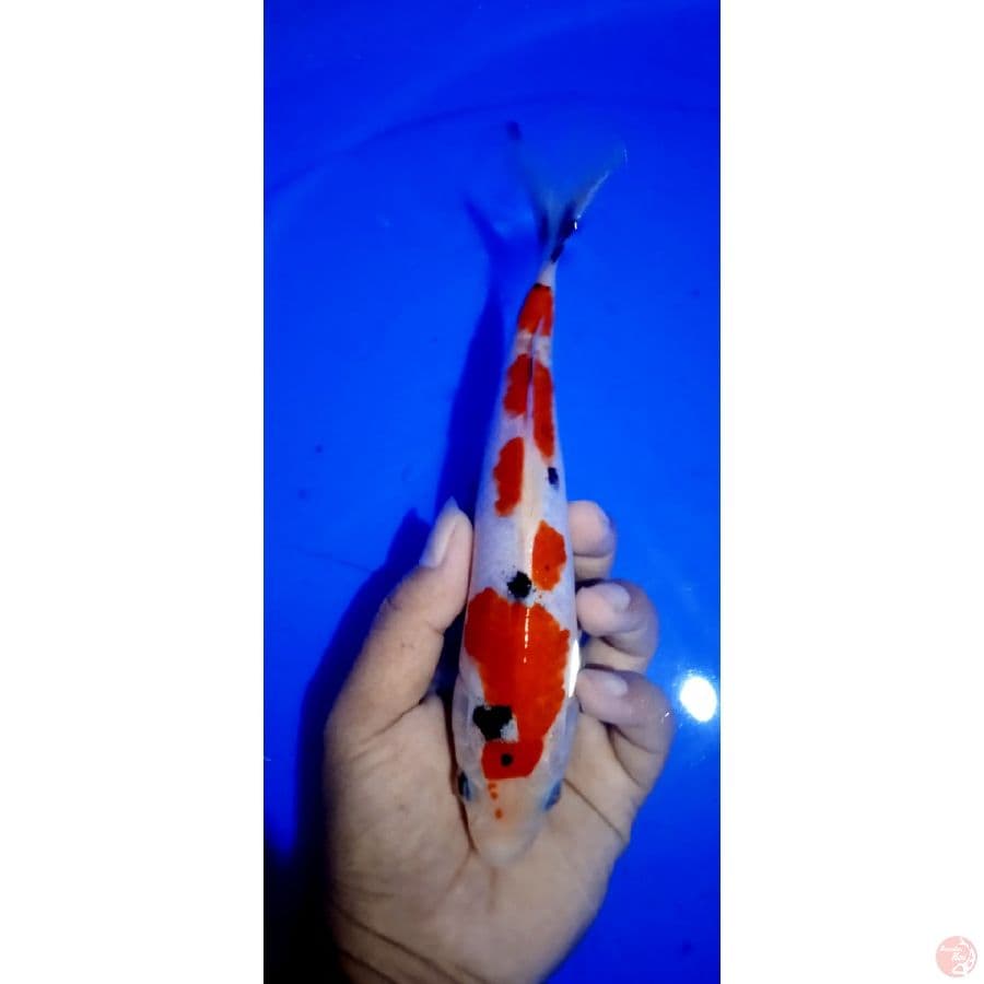 sanke tategoi || size 20cm