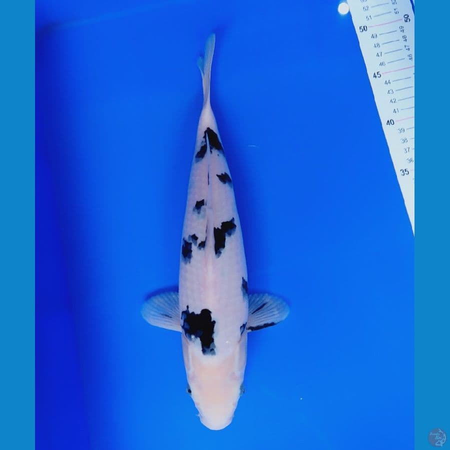 BEKKO sz 34cm 