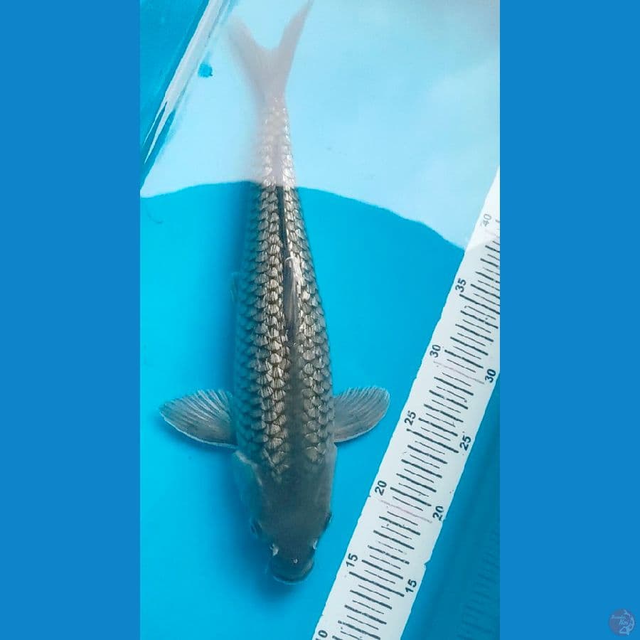 soragoi ginrin prestasi 37cm male.
