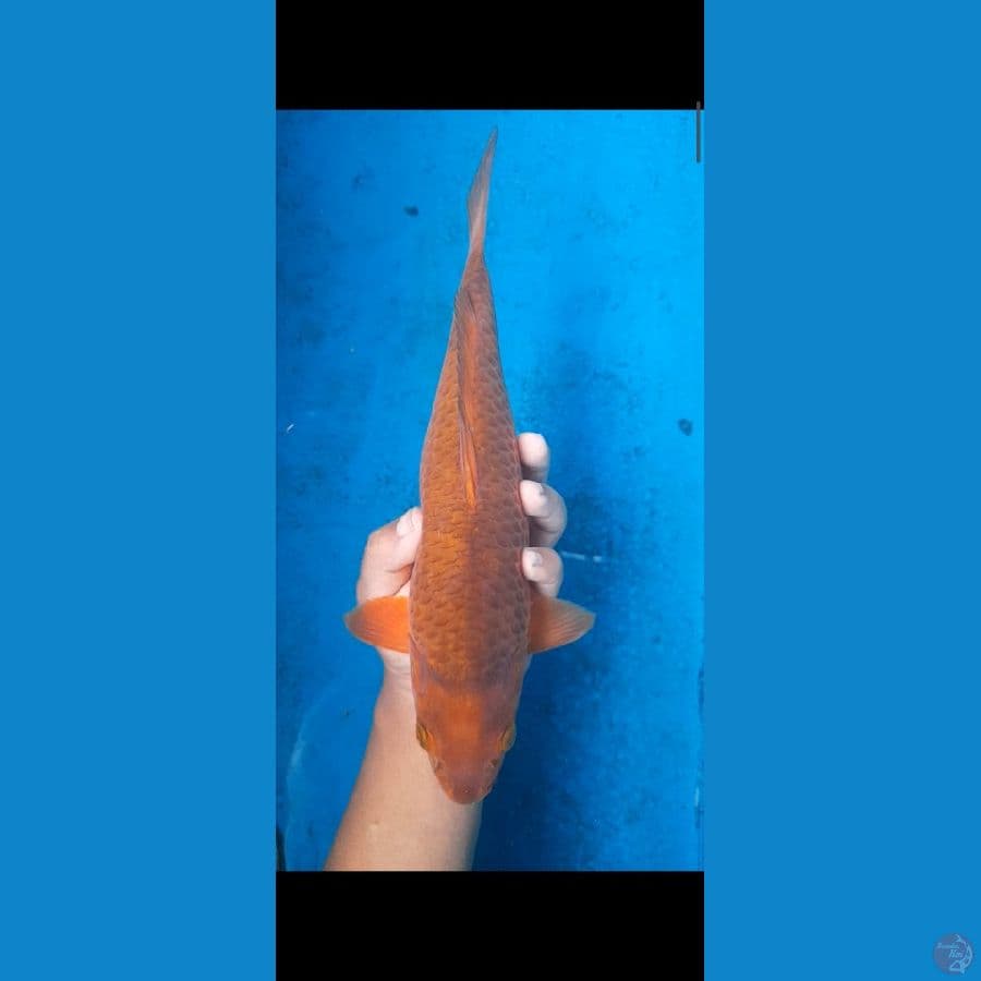 chagoi caramel fm