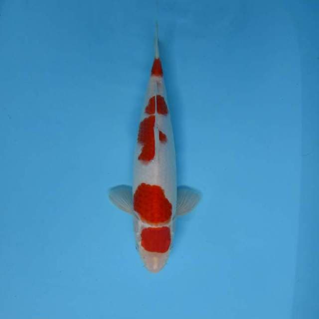 SATTORI 6 ~ MARUTEN KOHAKU,-