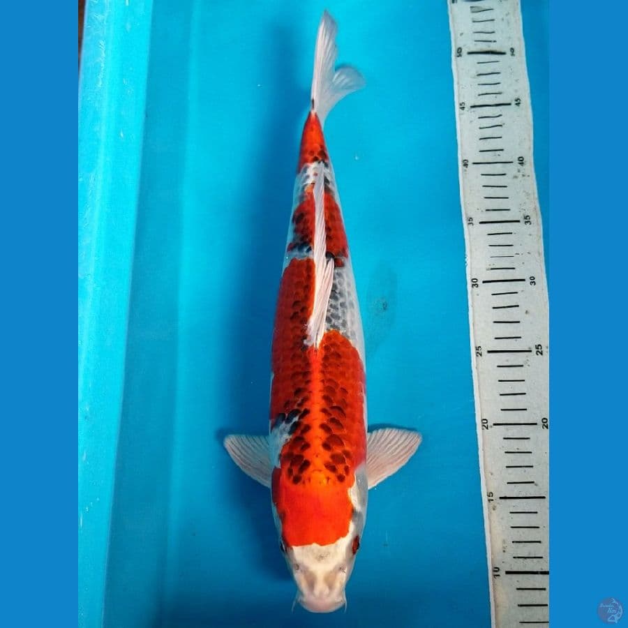 KUJAKU 43 CM MALE