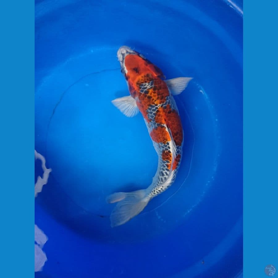ghosiki f42cm 