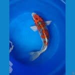 ghosiki f42cm 