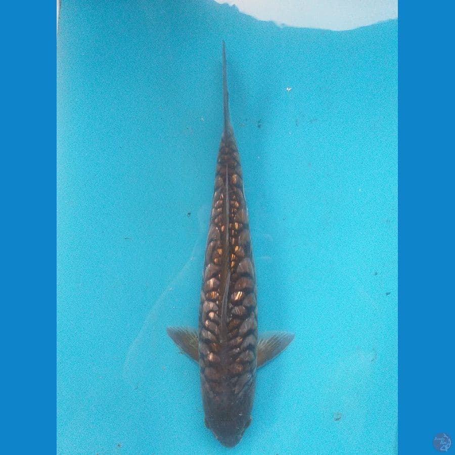 Aragoke 36cm/Unknown