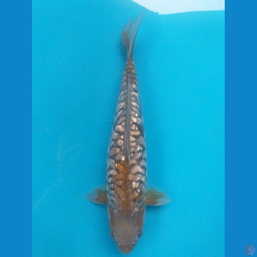 Ochiba Aragoke 35cm/Betina