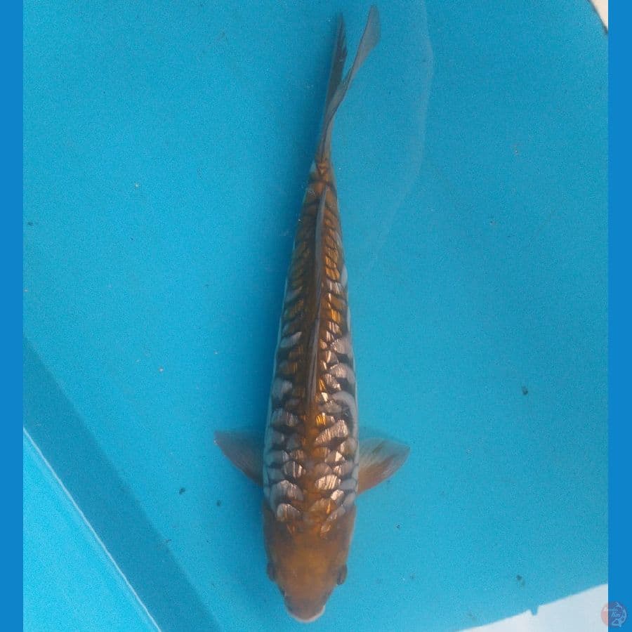 Ochiba Aragoke 35cm/Jantan