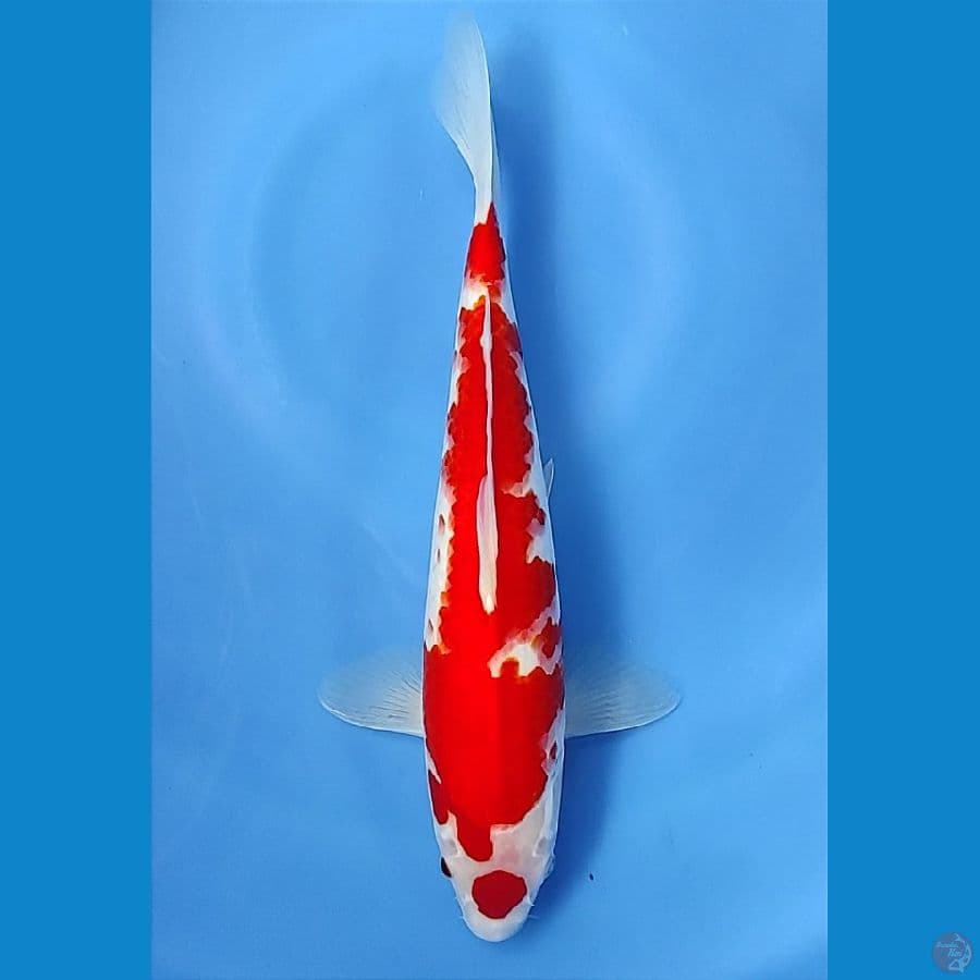 Maruten Straight Hi 35cm